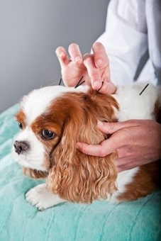 acupuncture for dogs