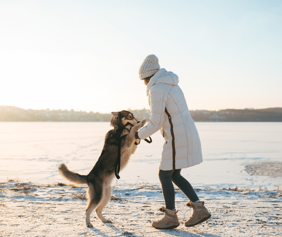 winter care for pets