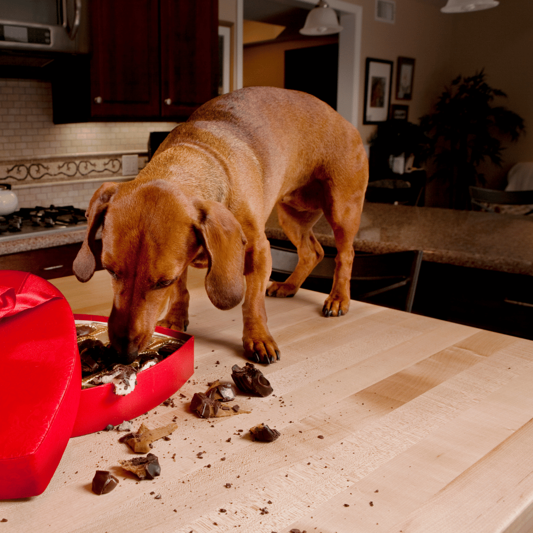 How Toxic is Chocolate to Dogs? - Natural Wonder Pets