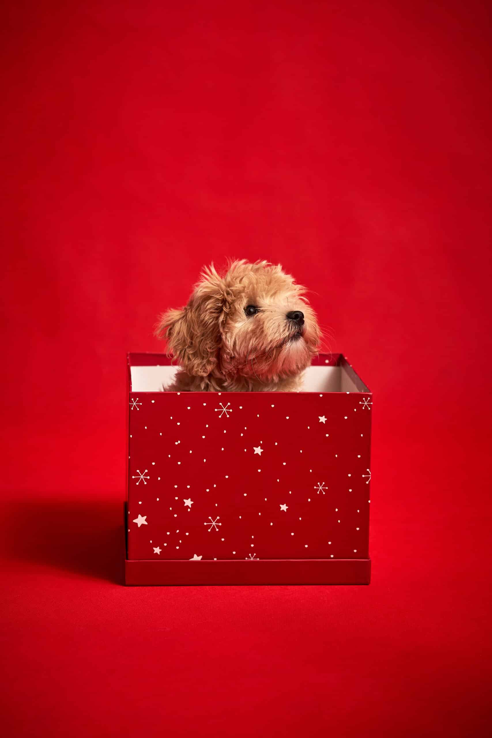 little cute puppy sits in a gift box on red background