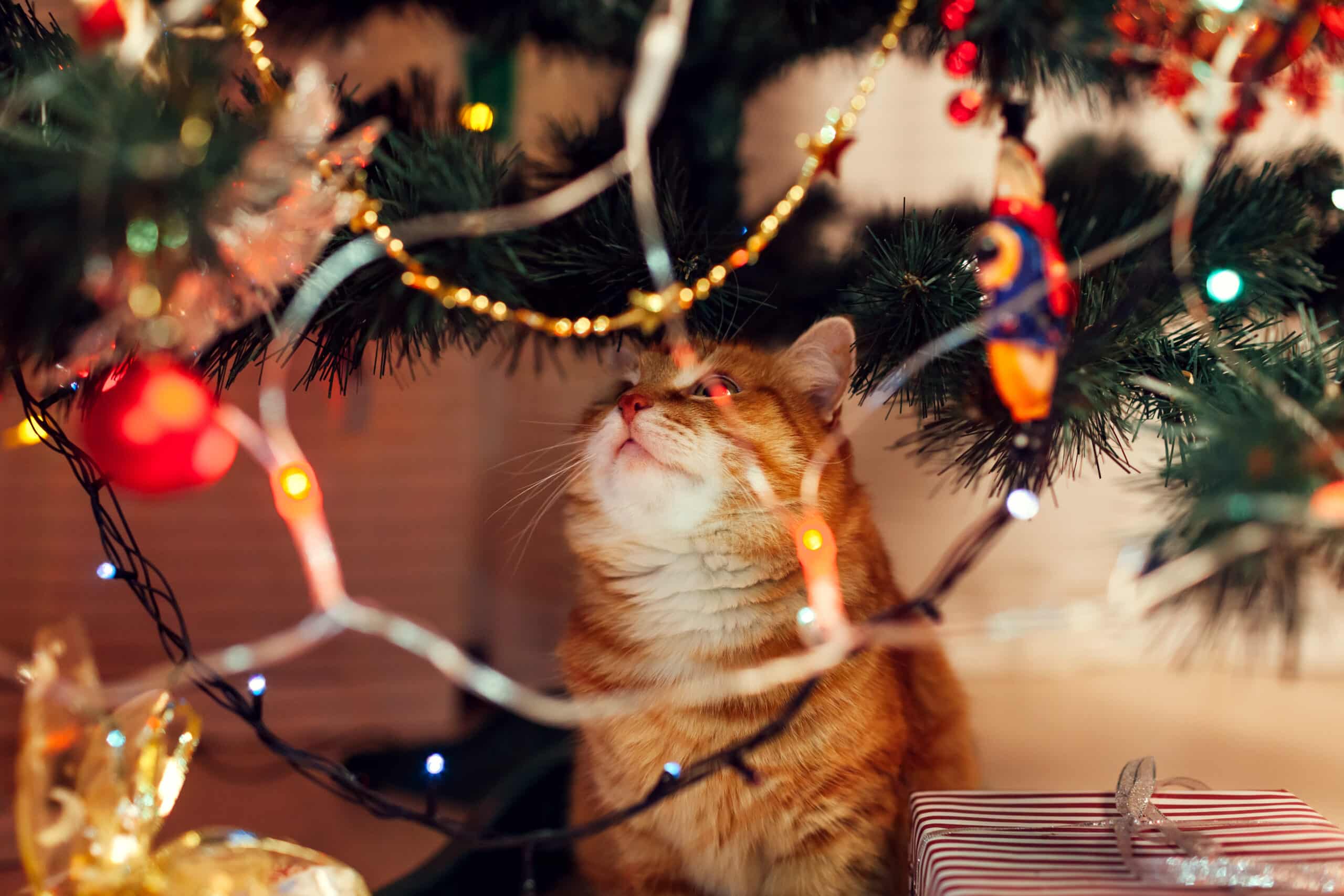 Ginger cat sitting under Christmas tree looking at toys and lights at home.