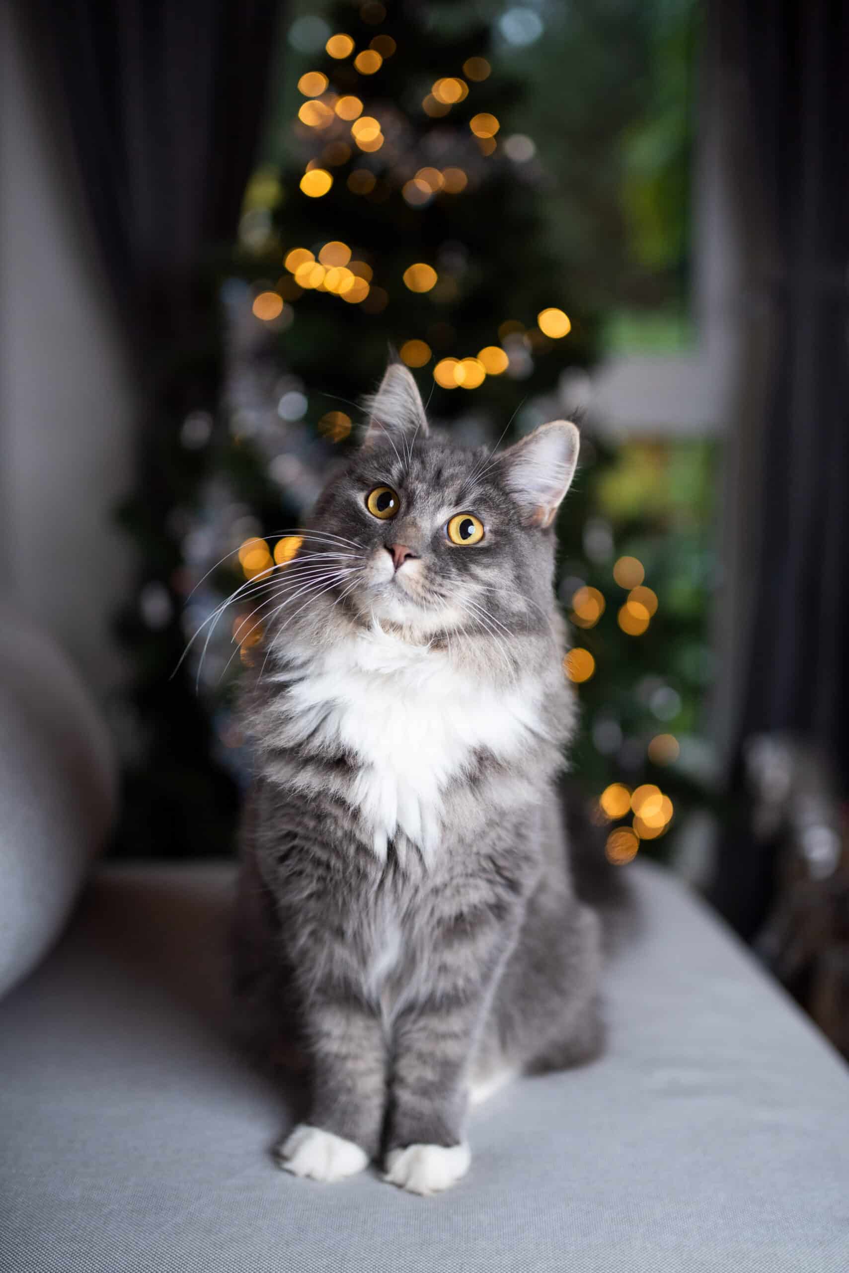 Grey and white cat sitting on a couch with lighted Christmas tree in the background