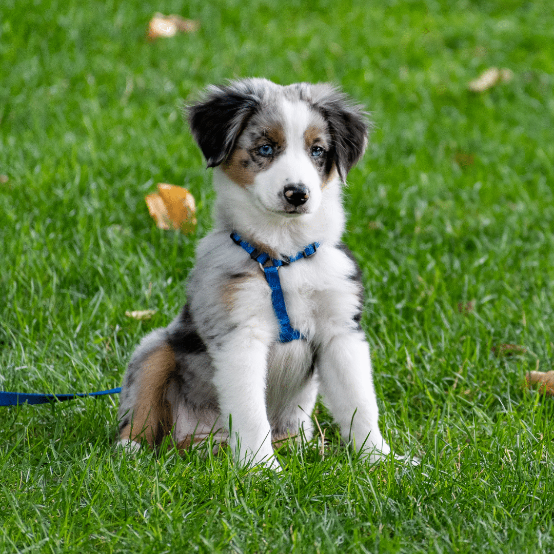 Aussie pup in training in green grass with blue harness