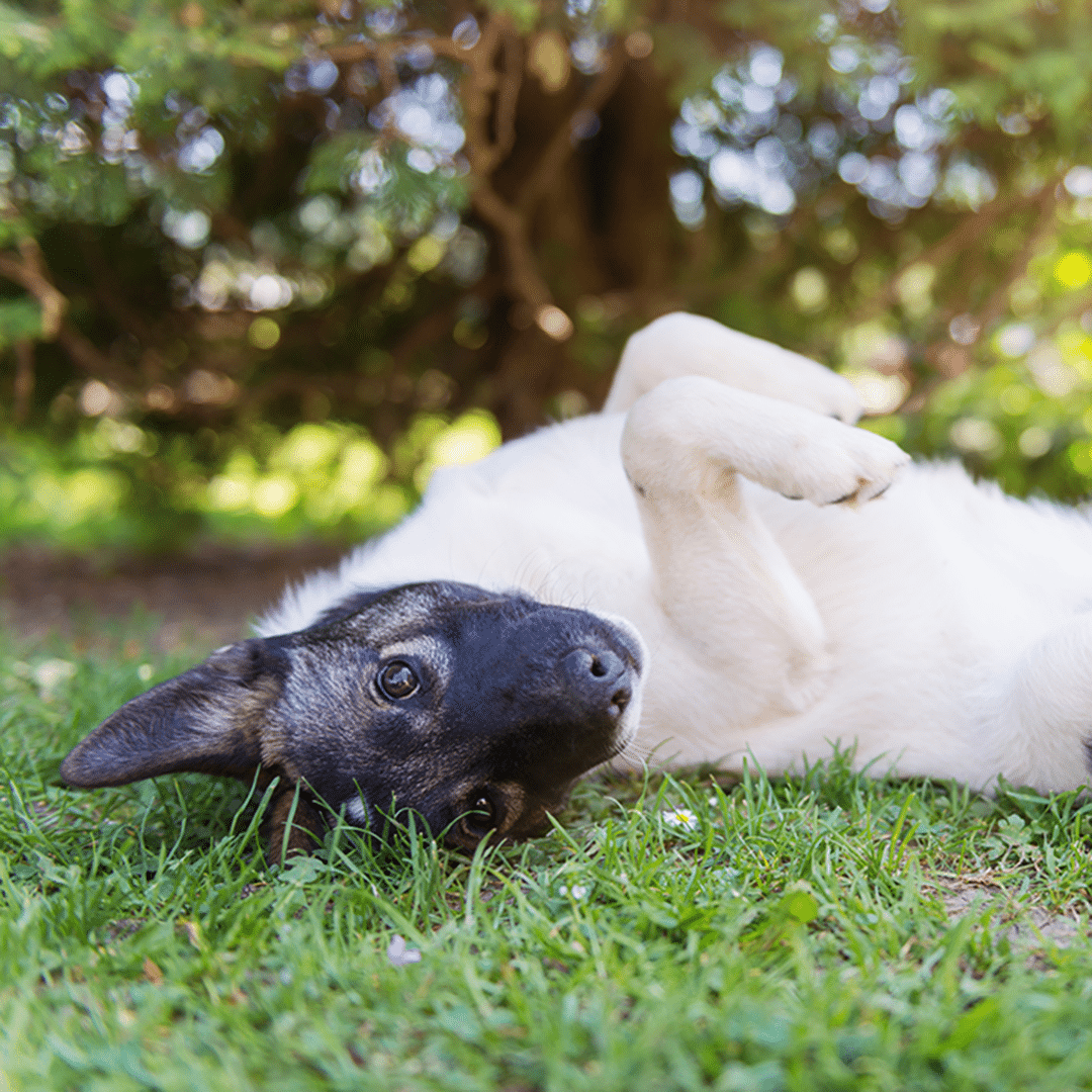 Happy dog lying on his back in grass with extending paw sunny nature