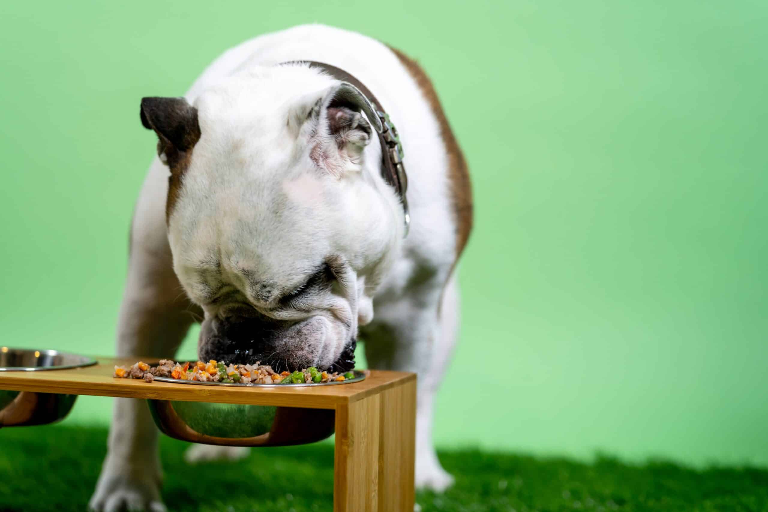 Bulldog eating dog food