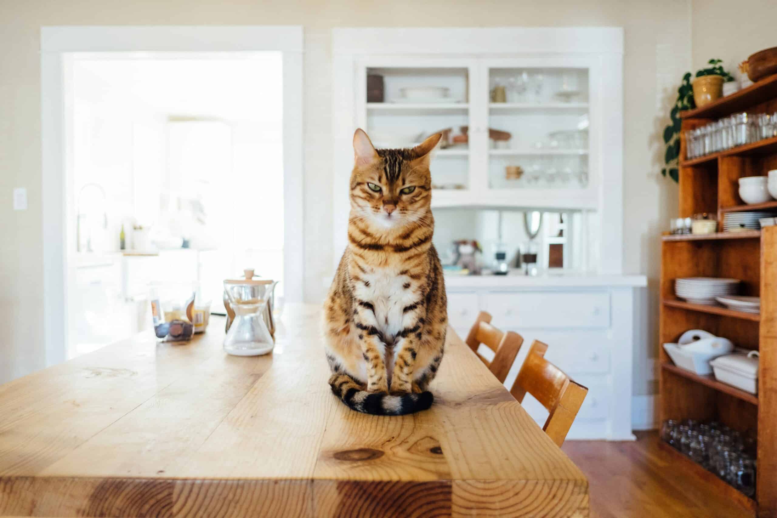 Cat sitting on dining table