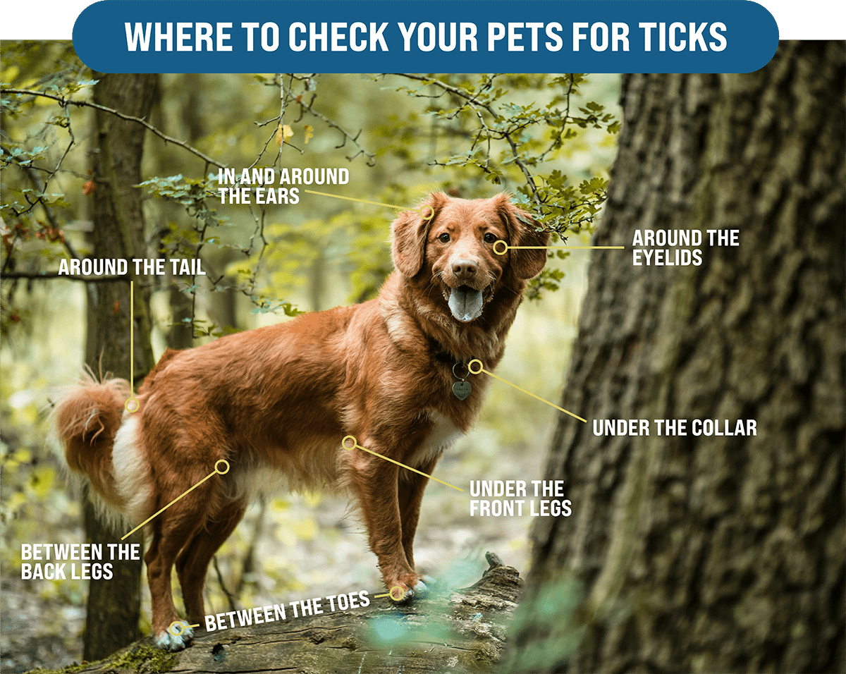 brown dog in woods with graphics for areas to check dogs for ticks