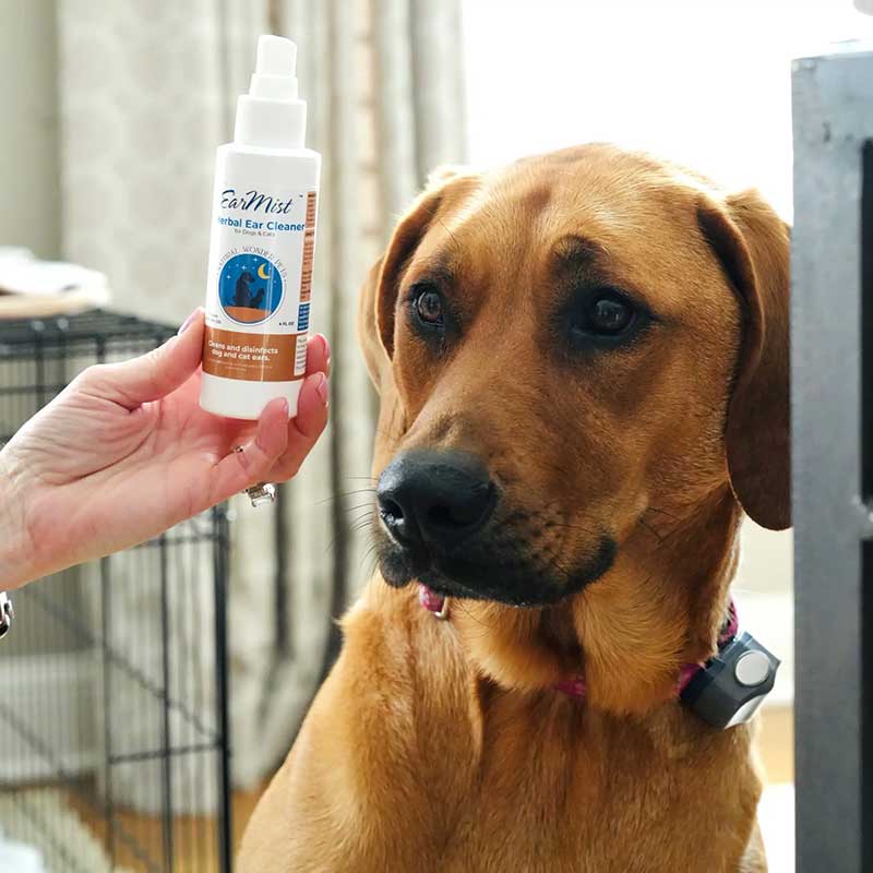 dog looking at herbal ear cleaner mist