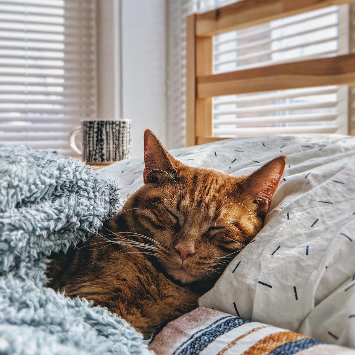 sleeping orange striped cat tucked in bed
