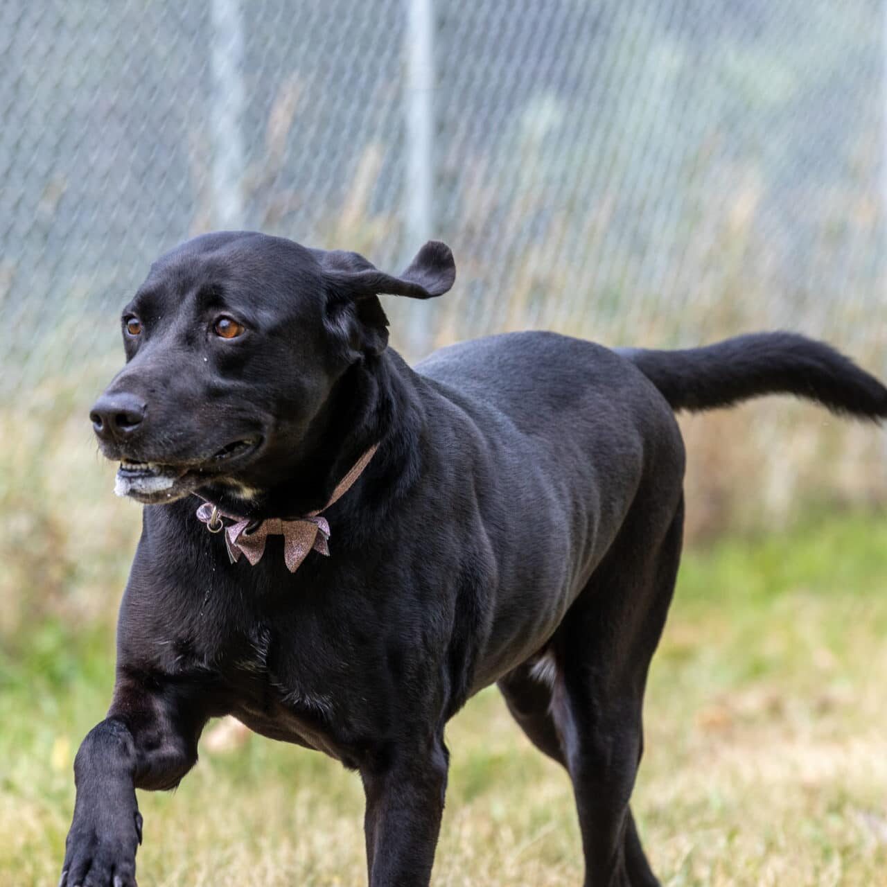 Black Lab Dog running in a screened in area outside