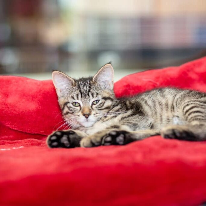 Cat Laying Down on red blanket