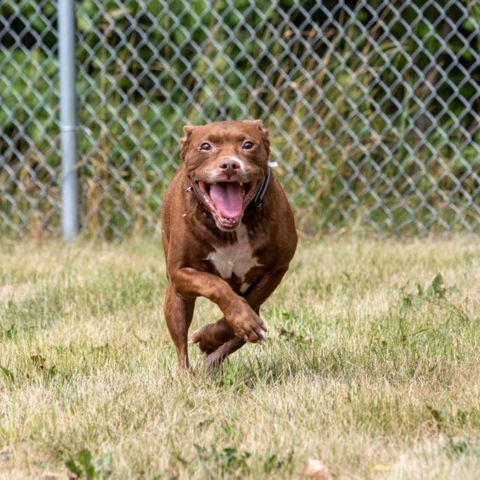Dog Smiling while running outside
