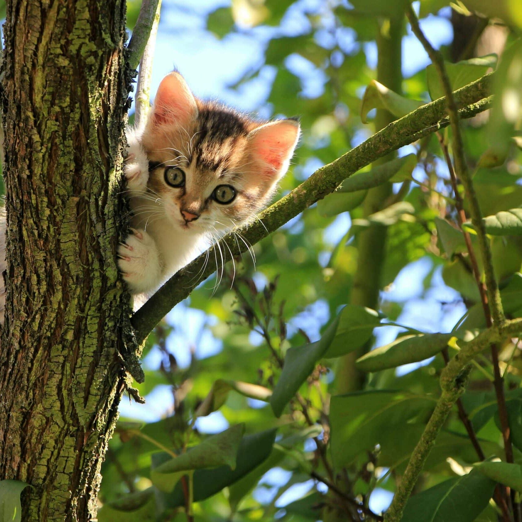 Cat in tree looking down