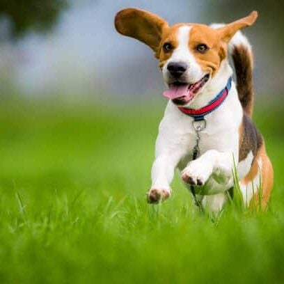 White and tan dog running in green grass