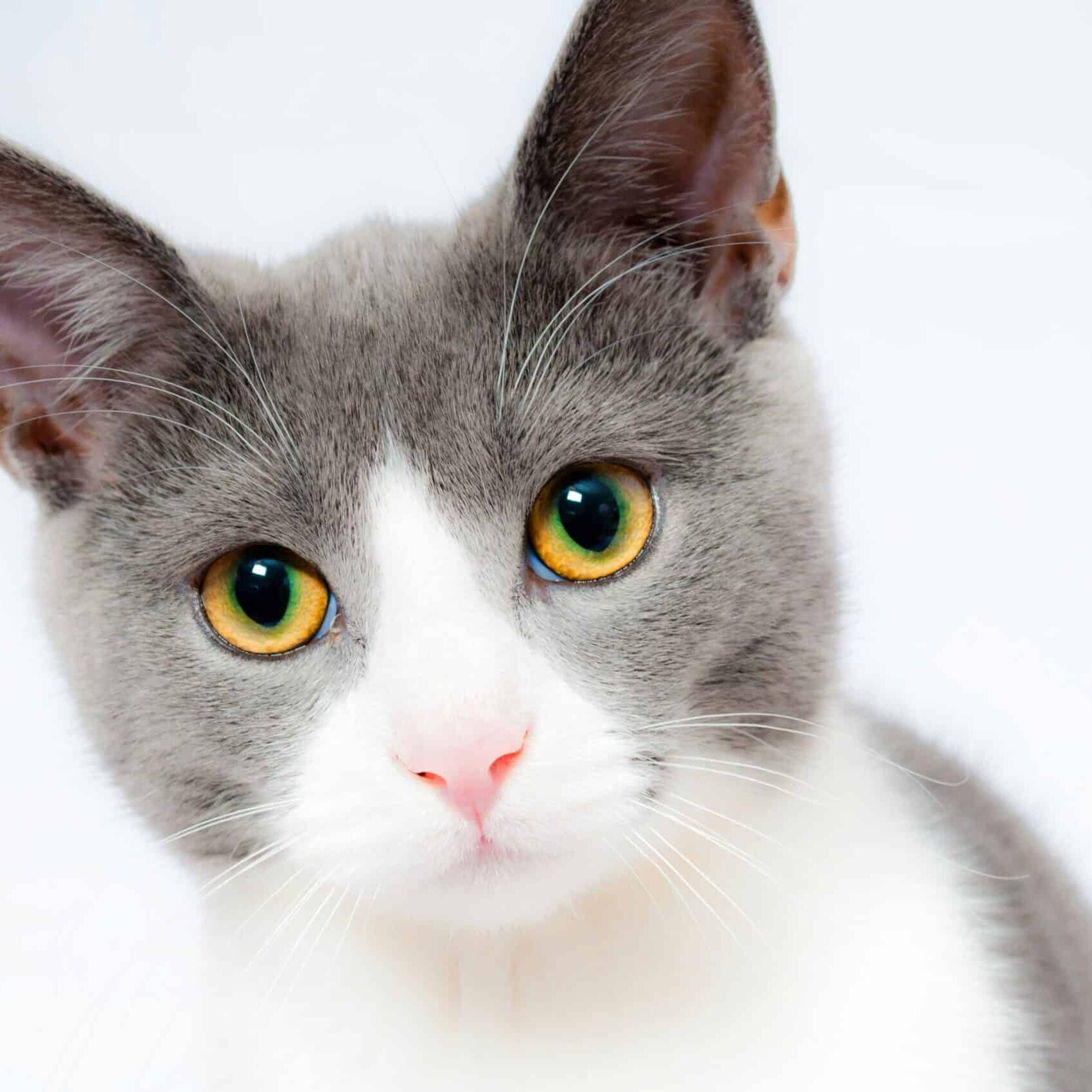 Gray and white cat head with beautiful yellow eyes