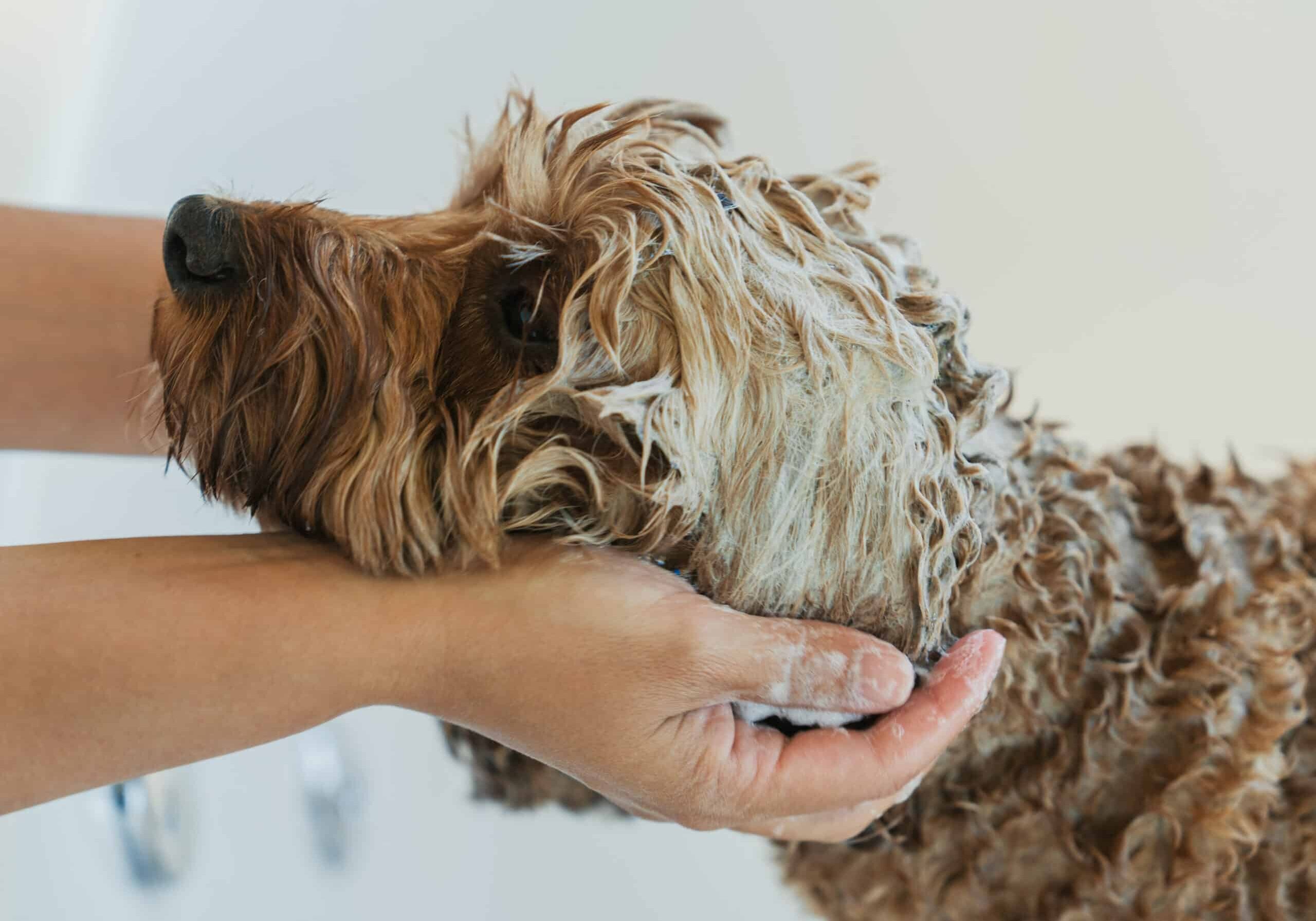 Manly Mane natural dog shampoo scrub and rub