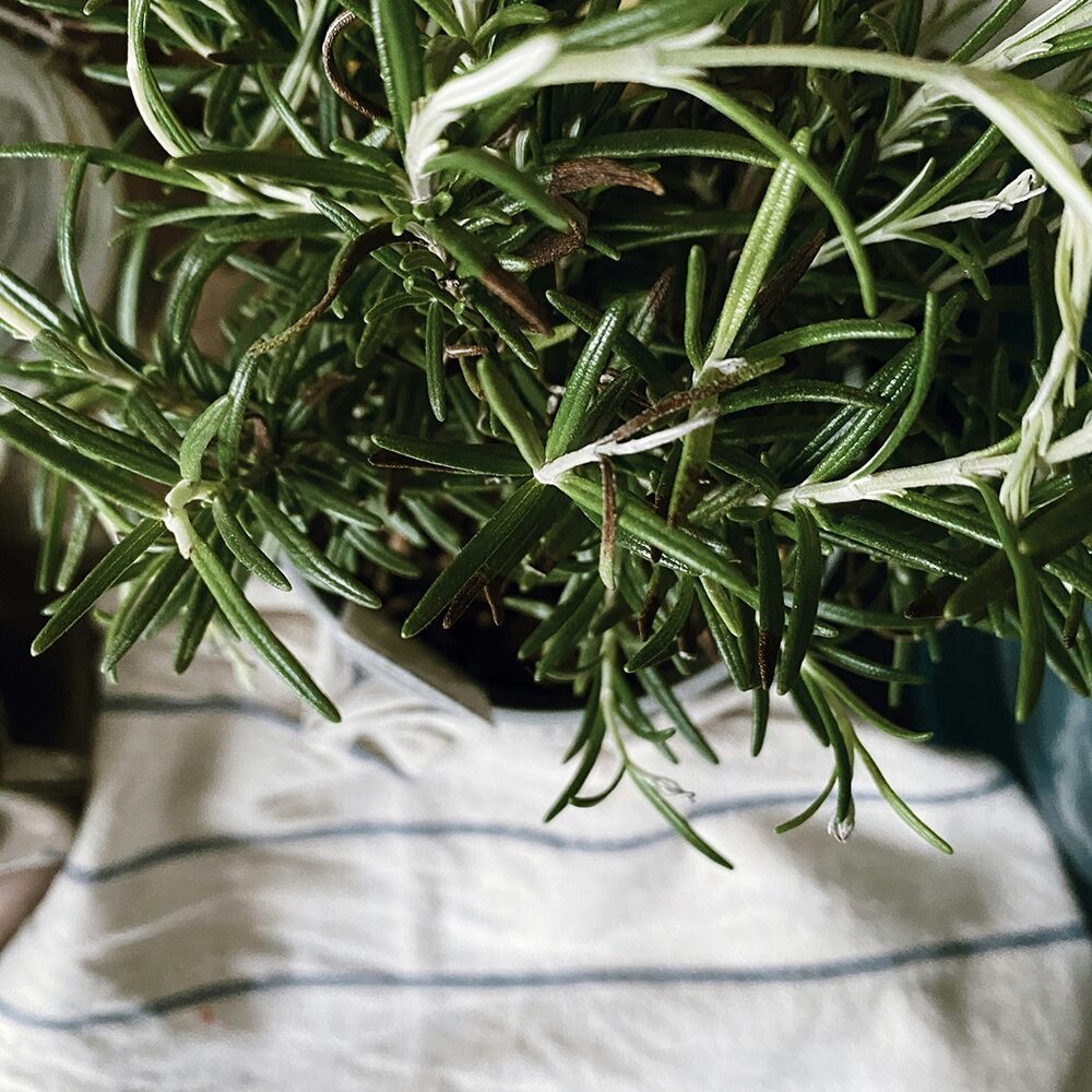 rosemary extract promotes deodorizationa