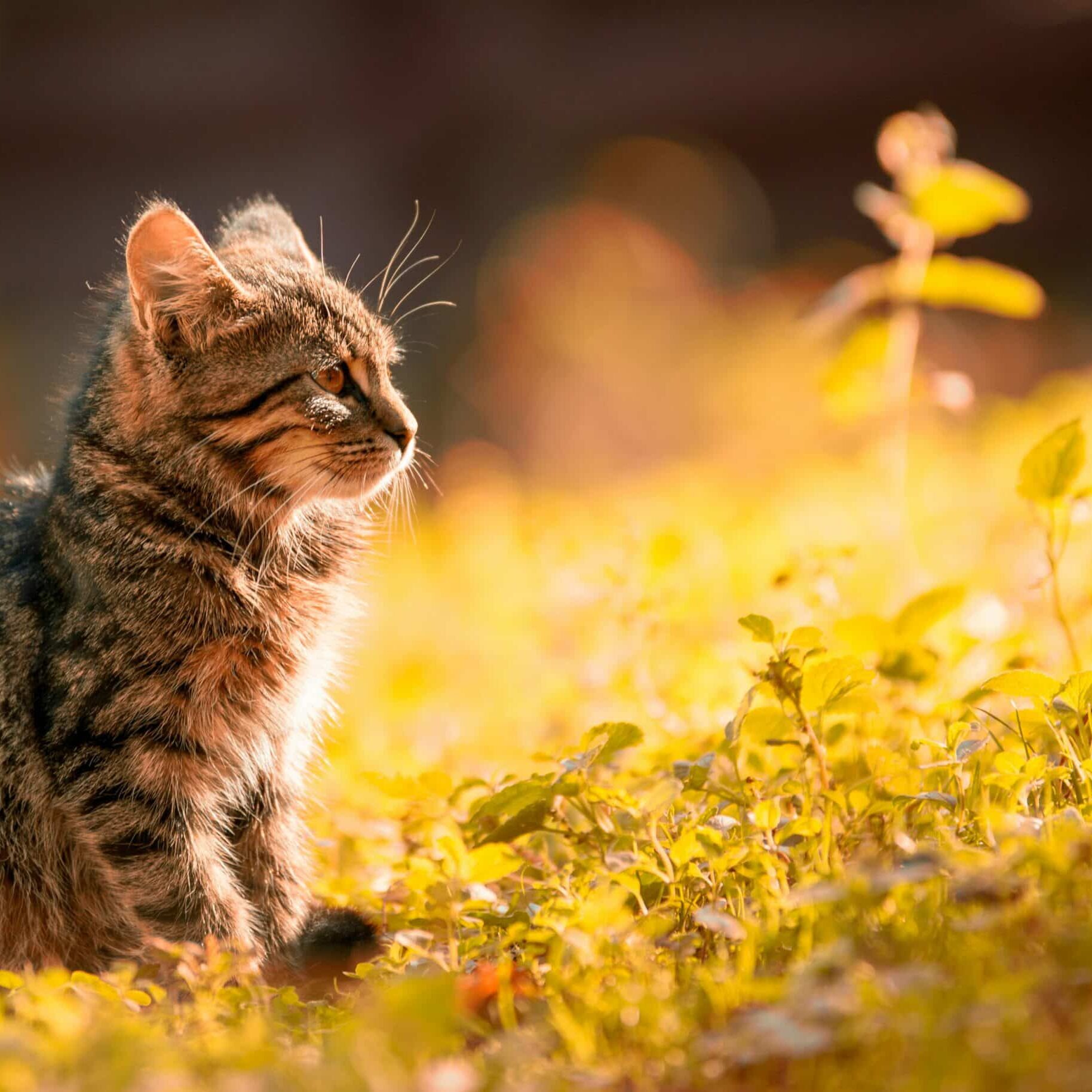 Tiger cat in grass sun shining